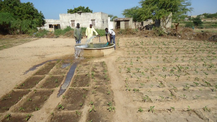 Irrigating the crops