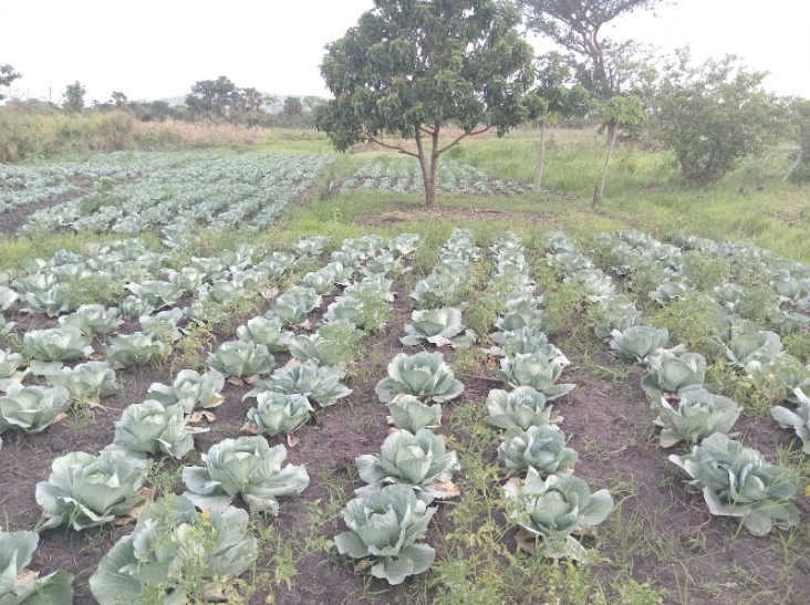 Irrigated Farm in Uganda